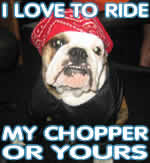 bull dog likes choppers